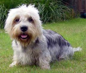 DANDIE DINMONT TERRIER